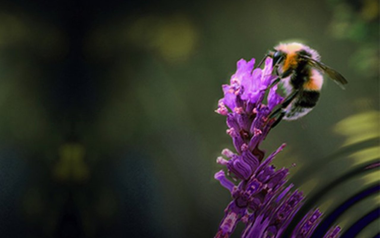 Abeja portada responsabilidad.png