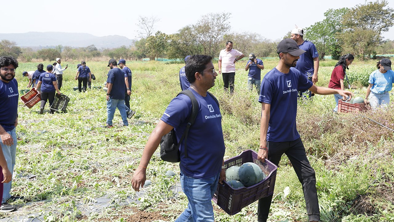 Volunteers supporting with a watermelon harvesting activity